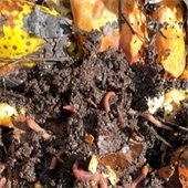 Vermicomposting