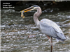 Heron eating fish