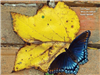 Blue butterfly on yellow leaf