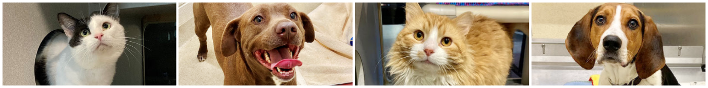 Banner with 4 photos of adorable pets at Orange County Animal Services North Carolina