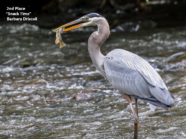 Heron eating fish