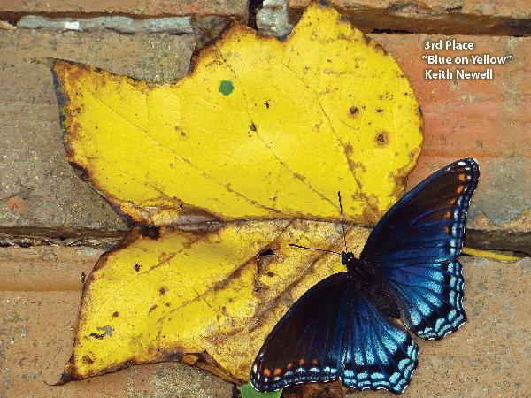 Blue butterfly on yellow leaf