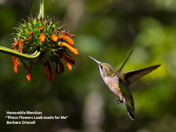 Mockingbird by flower