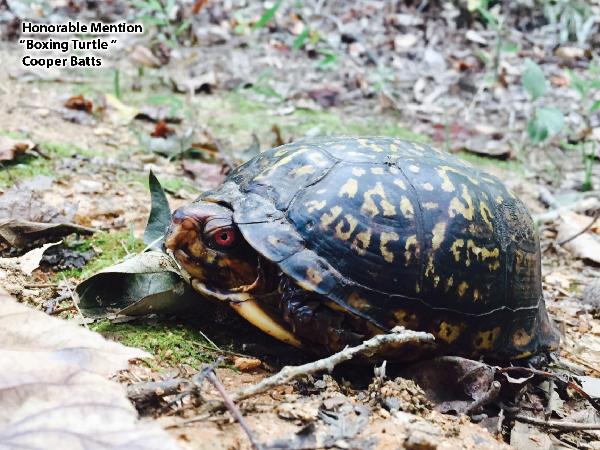 Boxing Turtle