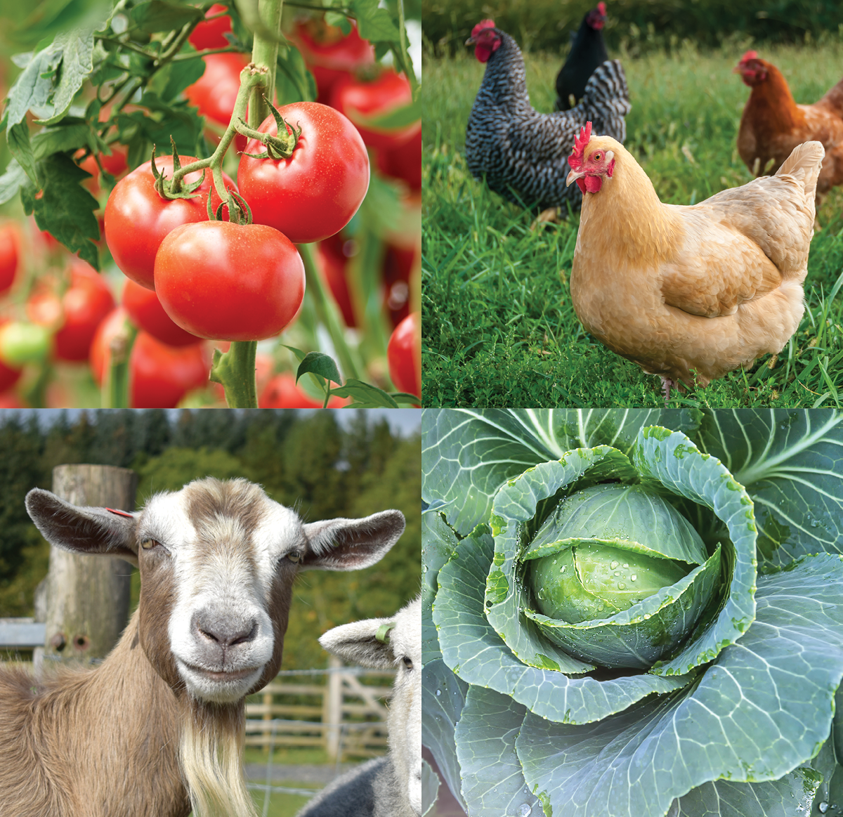 Photo of agriculture industry items