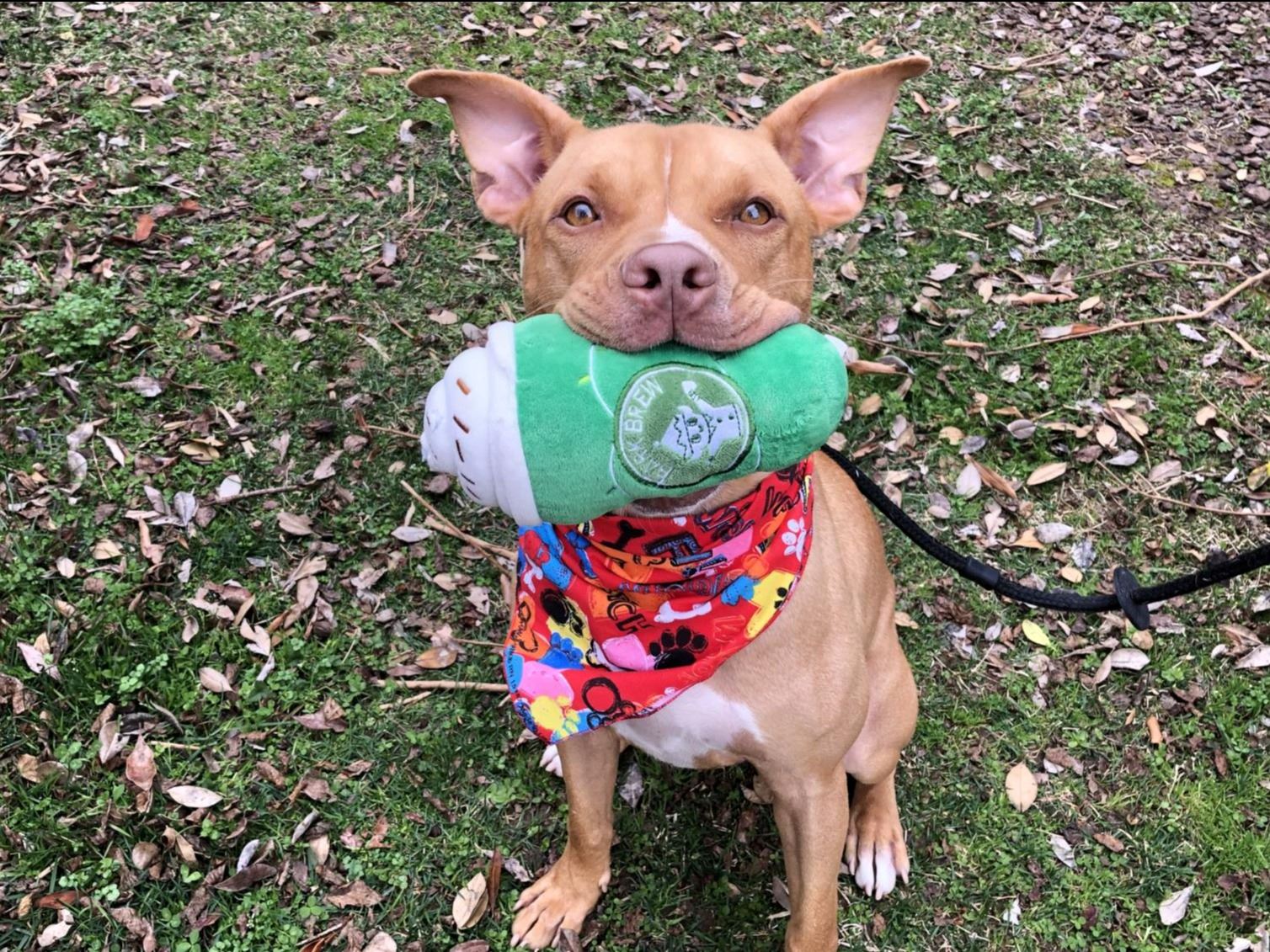 Photo of dog sitting in grass holding toy in mouth