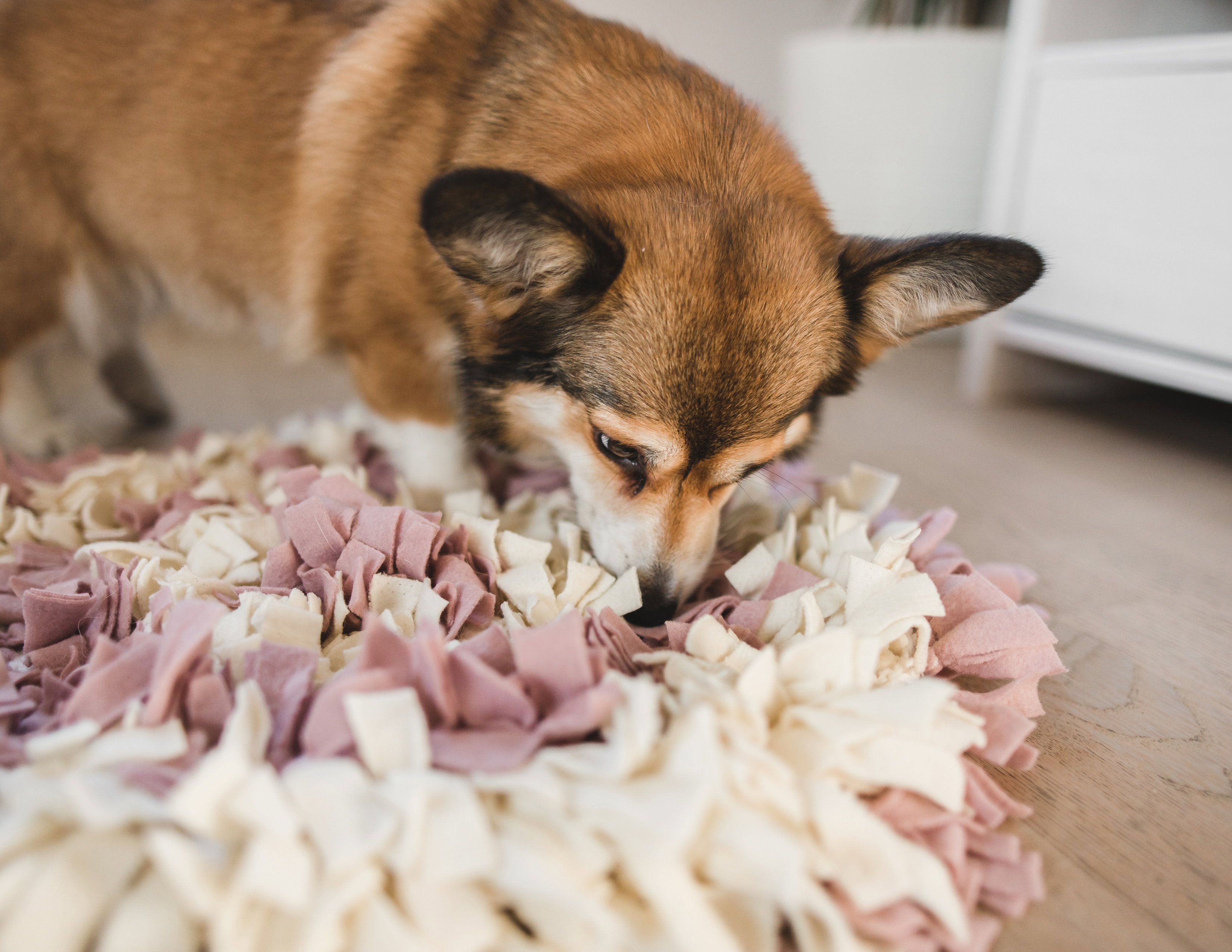 Image of a dog sniffing a snuffle mat