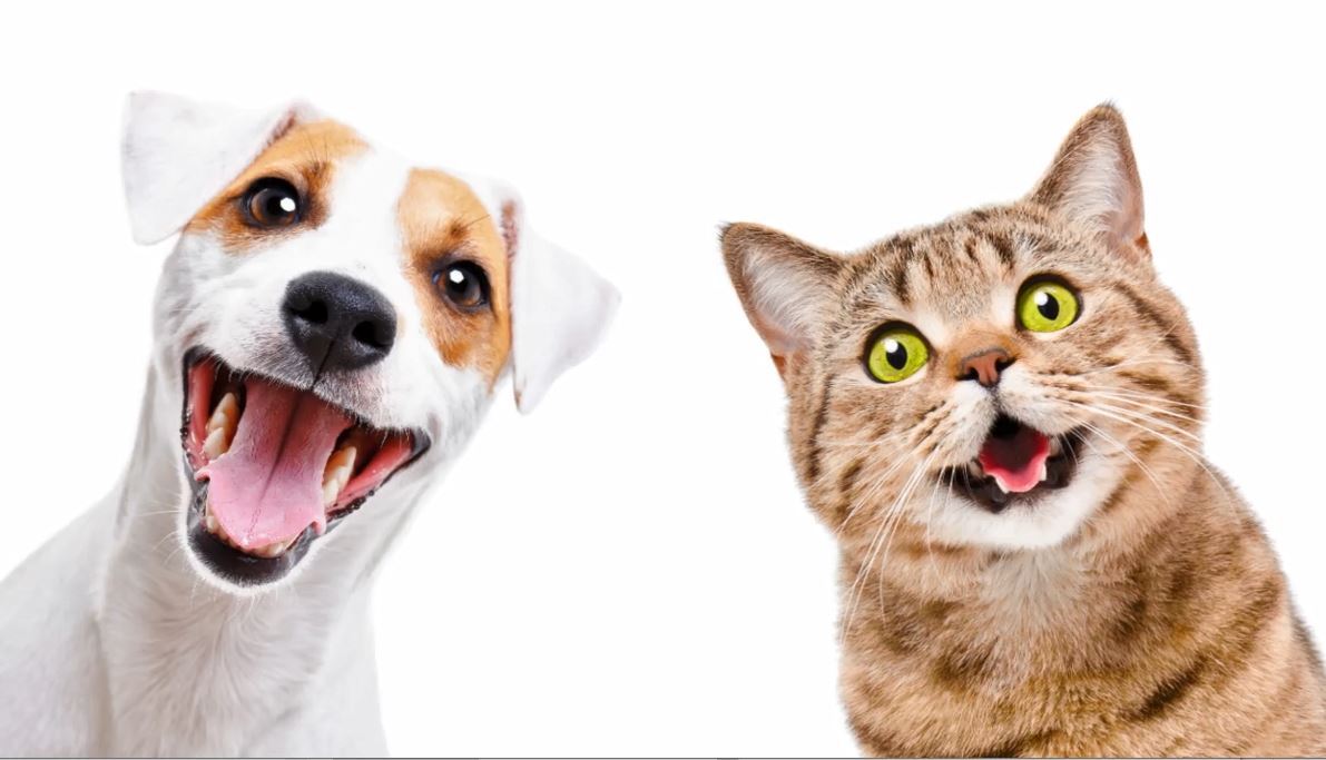 Image of dog and cat that appear to be happy and smiling