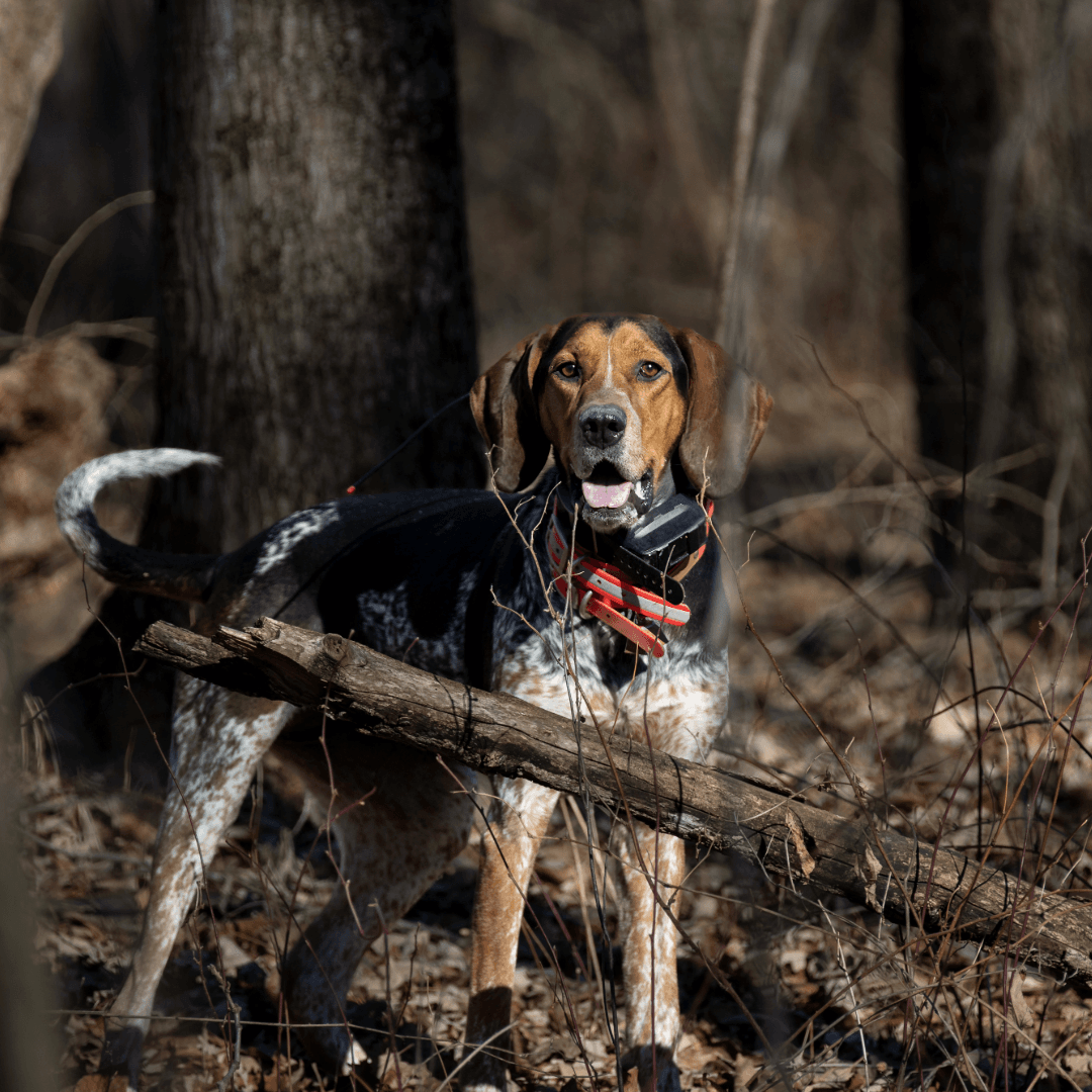 hound with collar