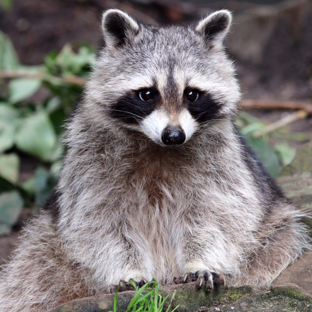 raccoon