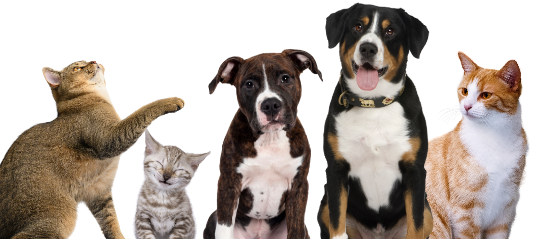 A group of happy cats and dogs sitting next to each other.