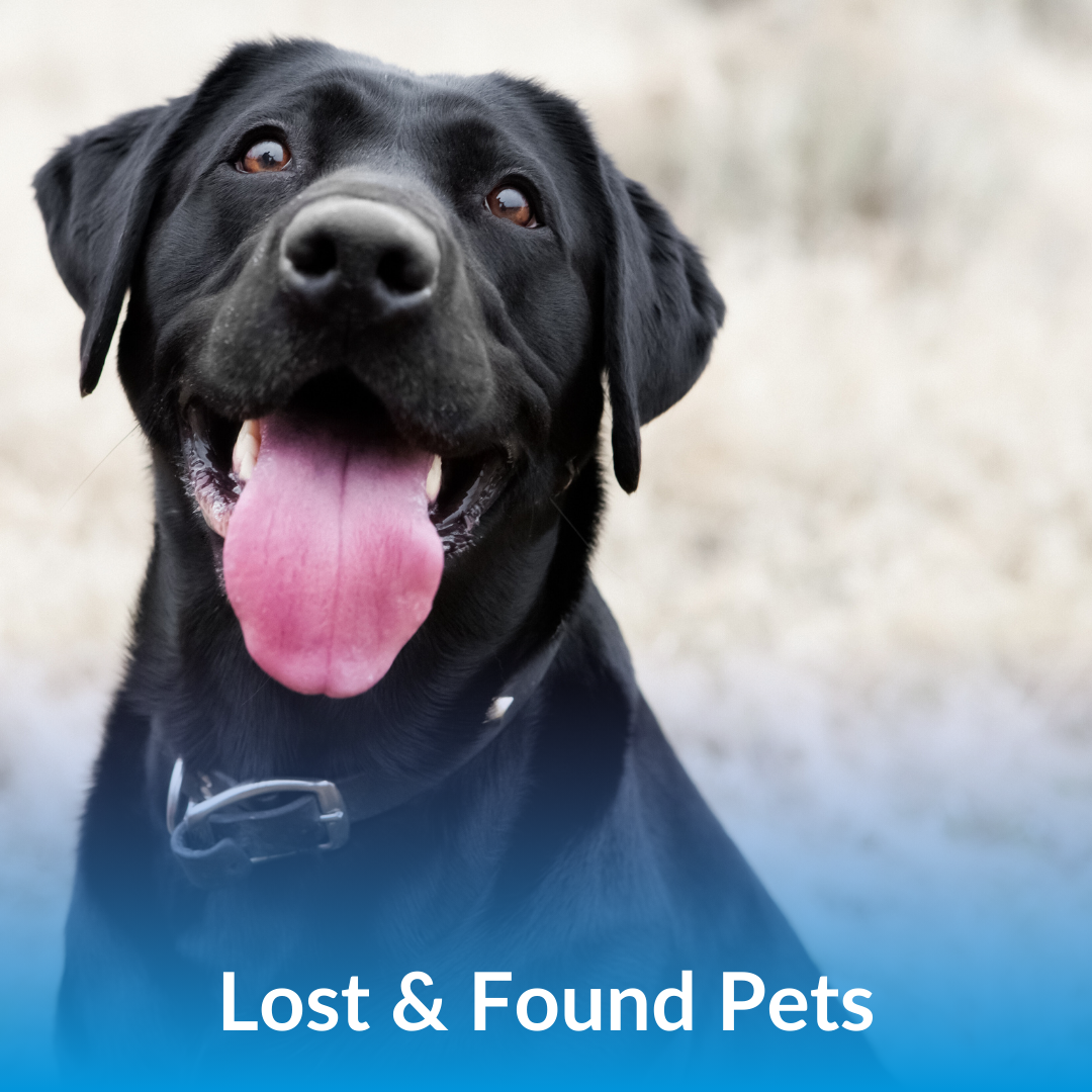 Lost and Found Pets