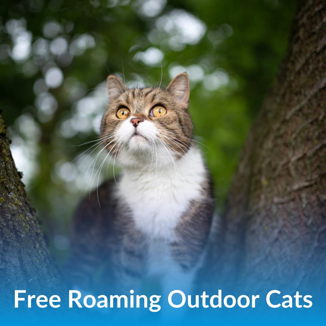 Free Roaming Cats