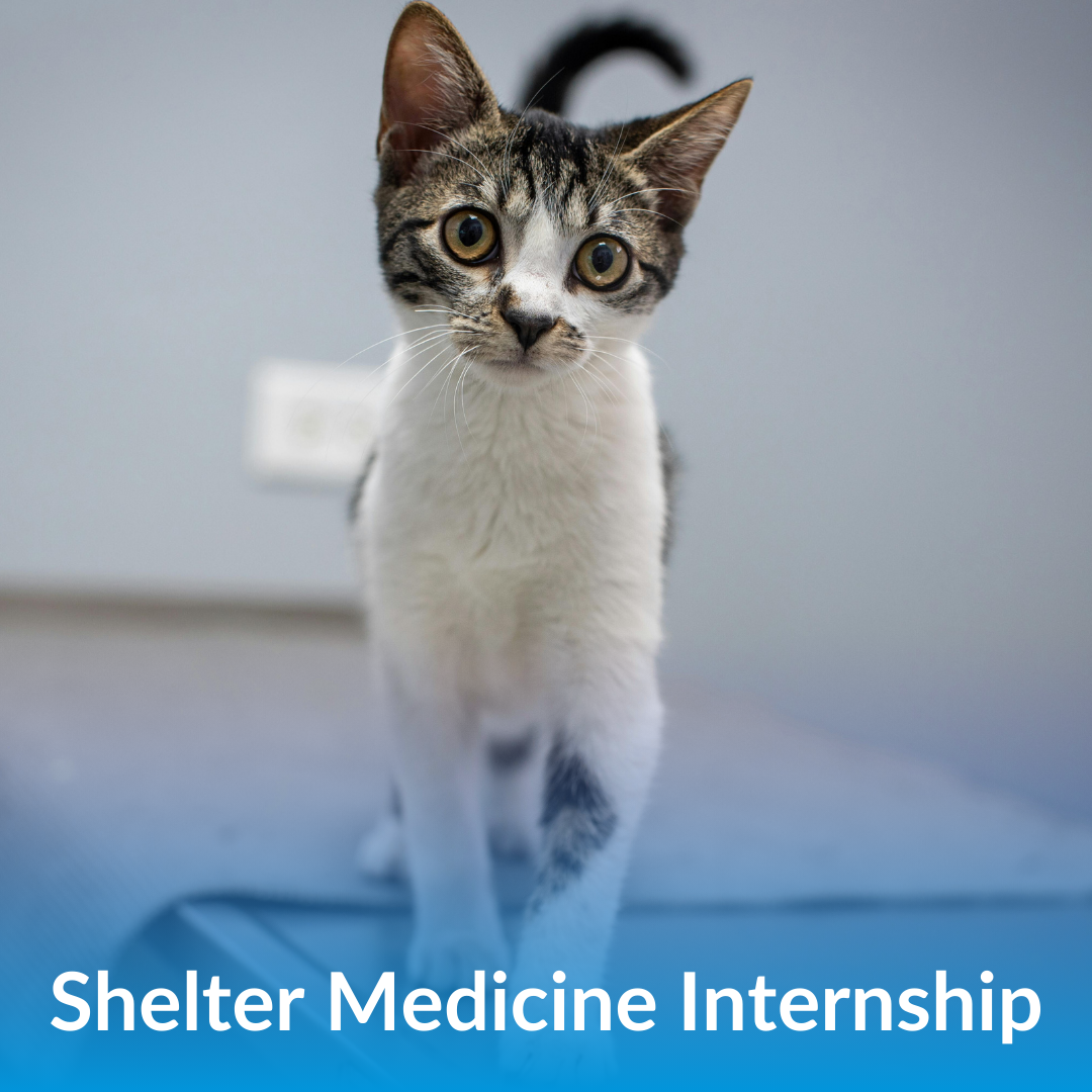 Shelter Medicine Internship