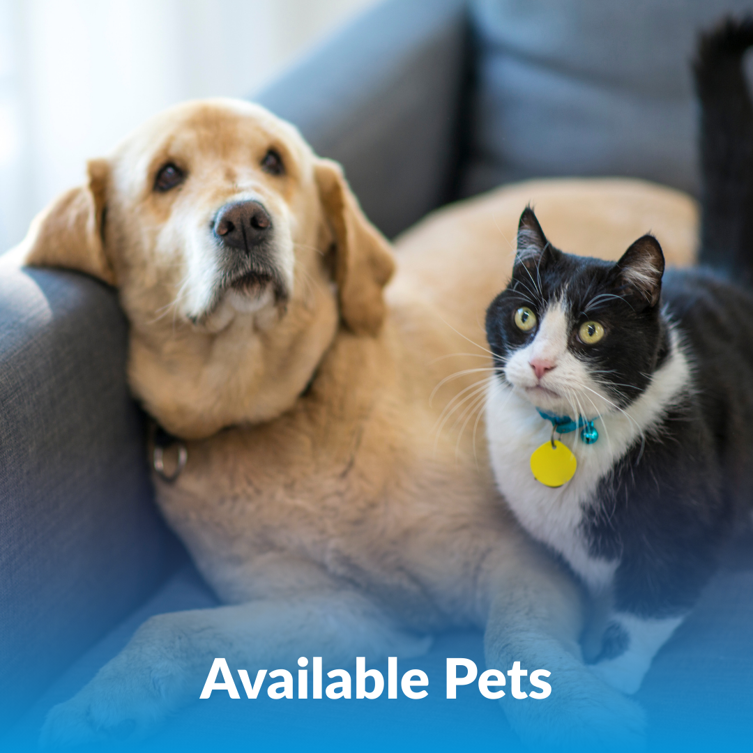 Available Pets
