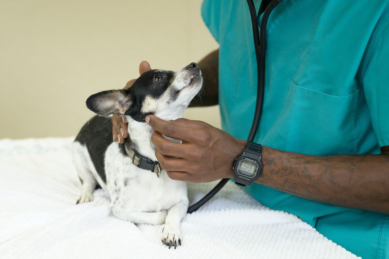 A small dog looking up at a veterinarian