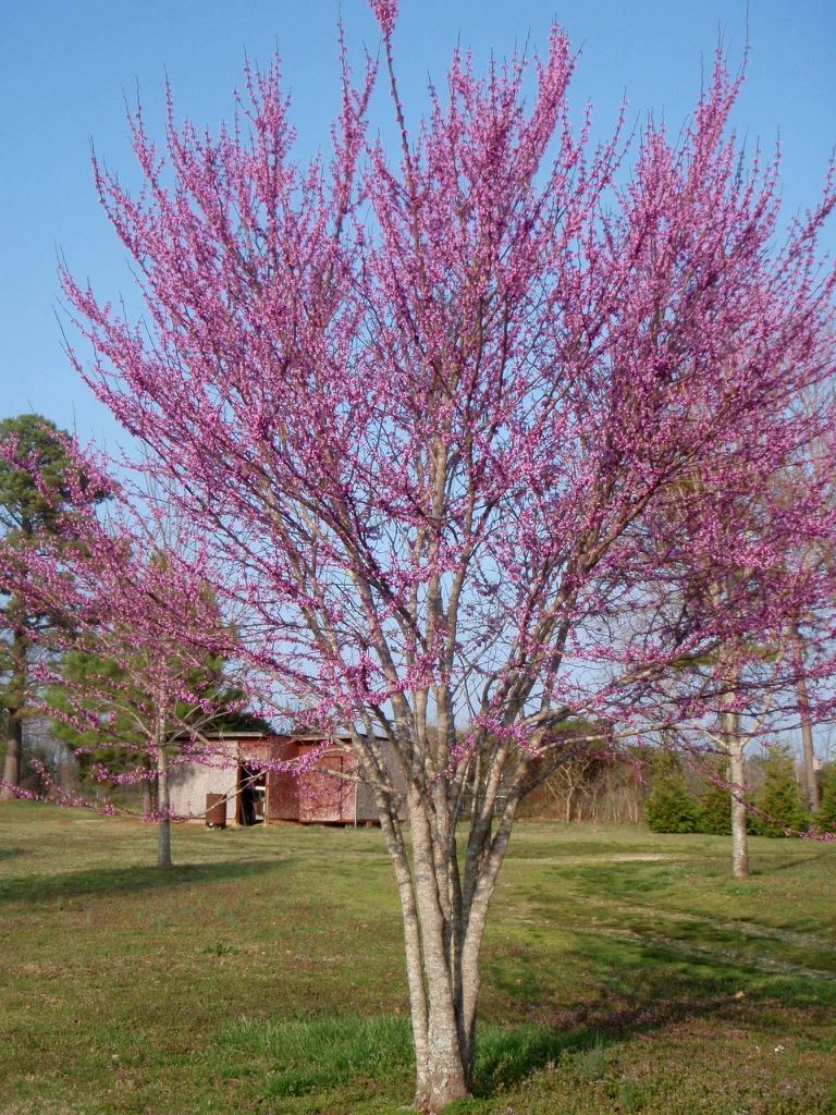 Redbud. An upright tree with pink flowers.