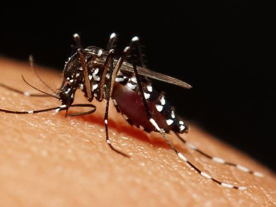 mosquito sucking blood