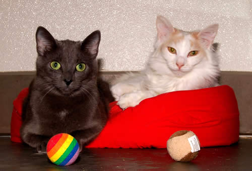 Two Cats Sharing a Bed