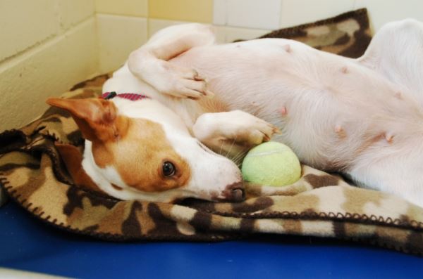 Dog Playing on a Blanket