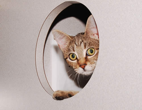 Cat Peeking Through Hole