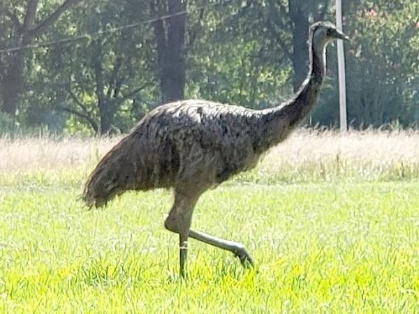 Photo of the loose emu