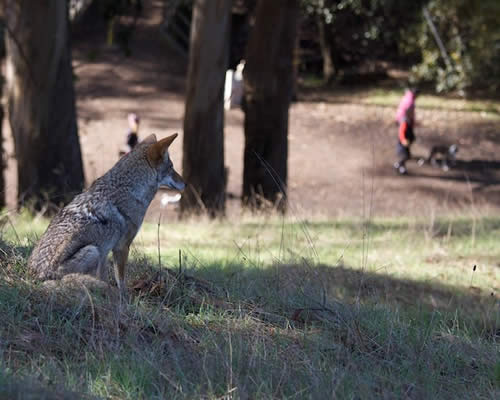 Coyote Sitting in the Grass