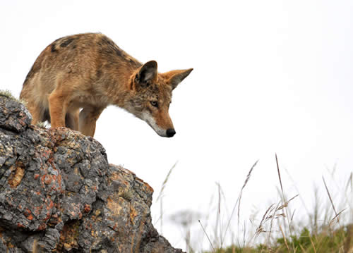 Coyote Looking Down From a Rock