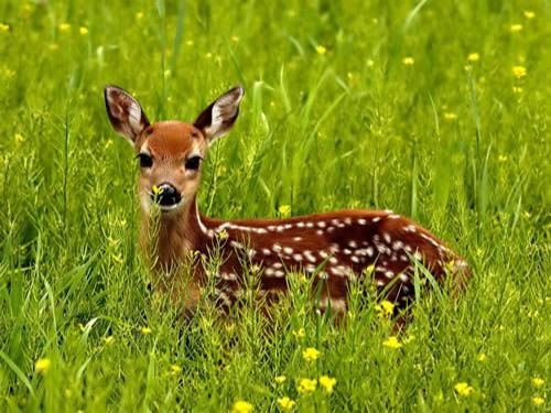 Deer in Tall Grass
