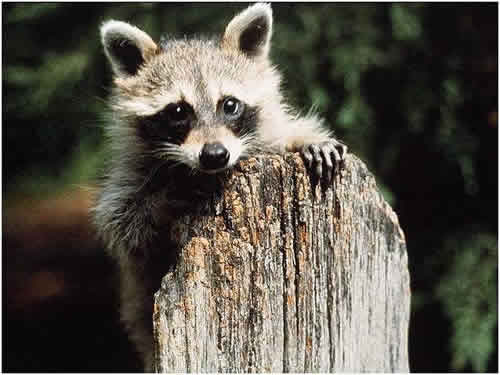 Raccoon on a Stump