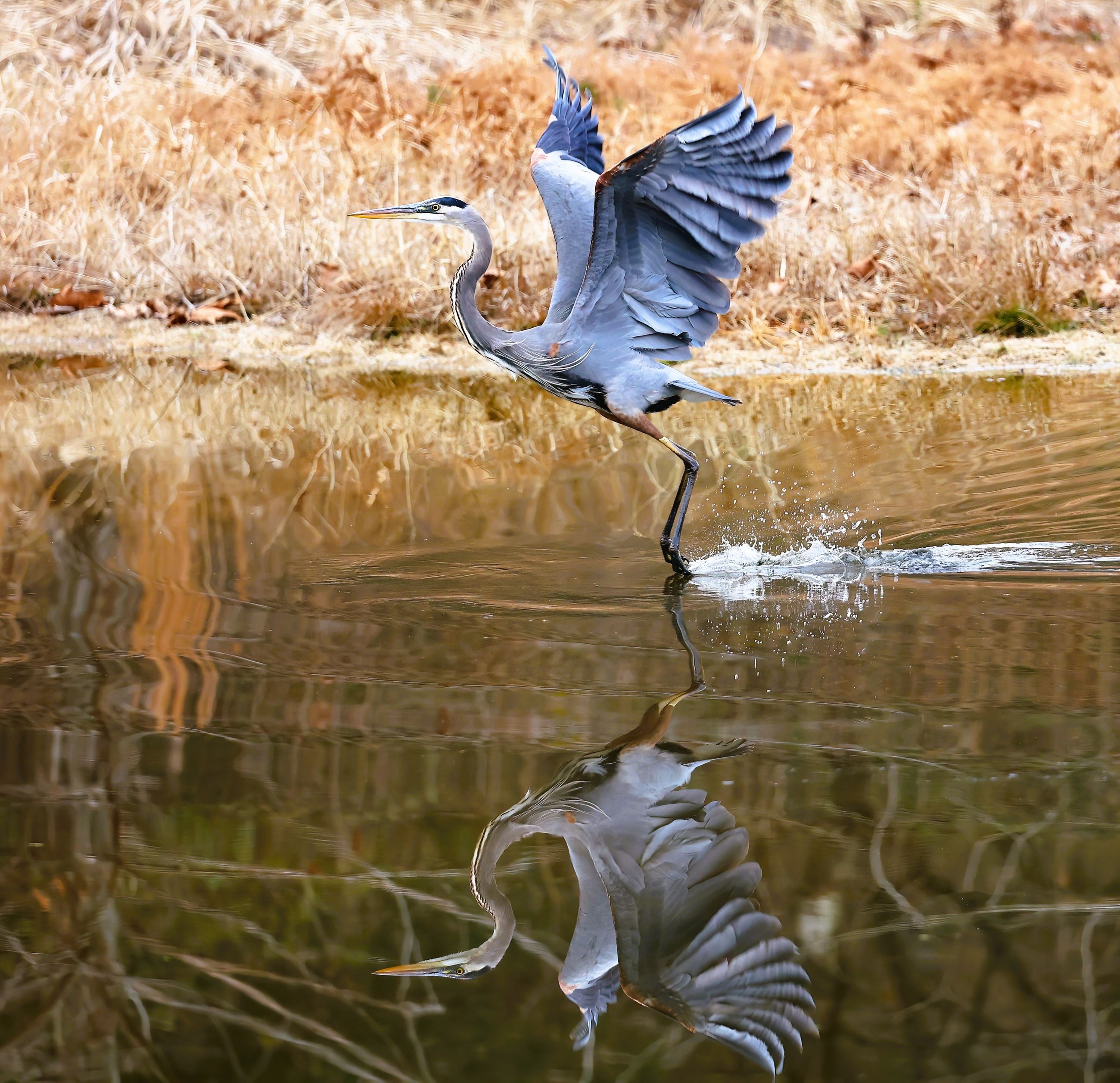 Great Blue Heron flying near pond