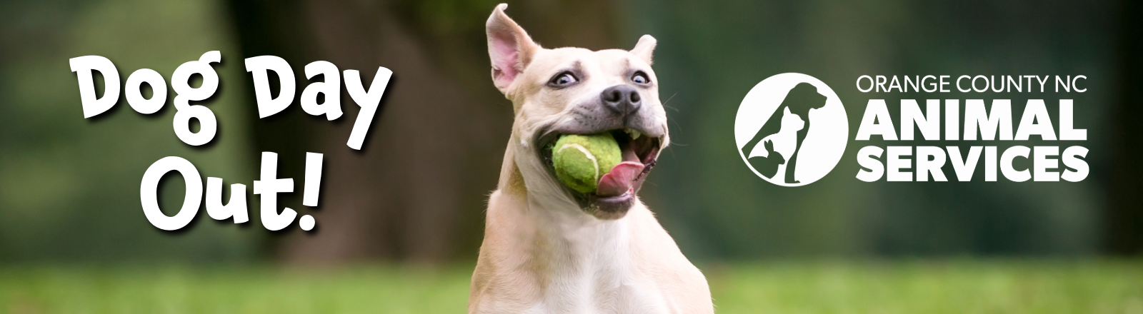 Dog Day Out Banner, Dog with ball