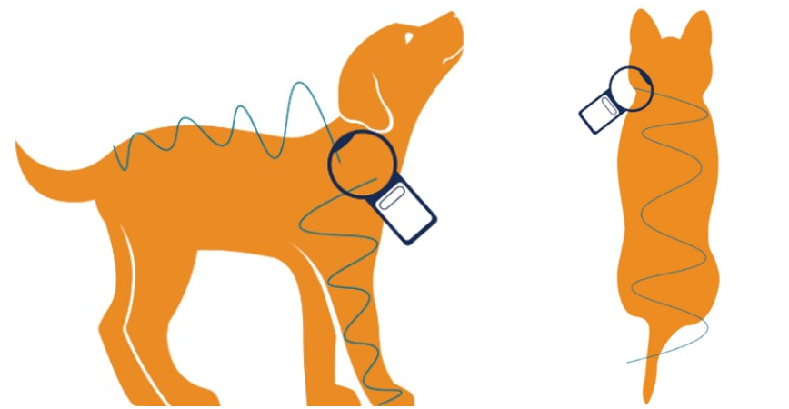 A cat and a dog being scanned for a microchip