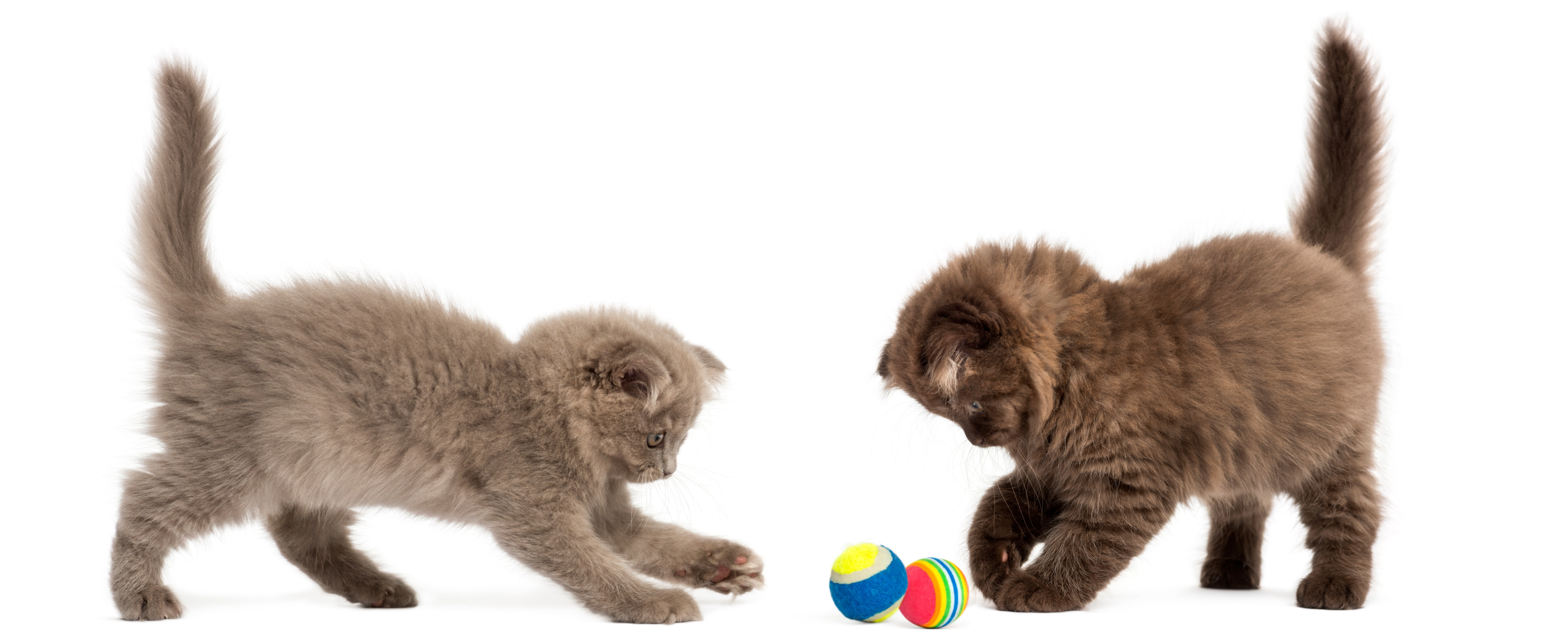 2 kittens playing with toys