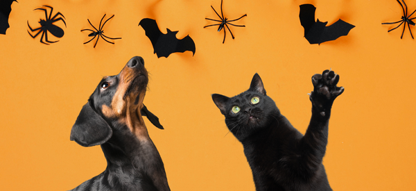 A cat and dog looking at Halloween decorations featuring bats and spiders.
