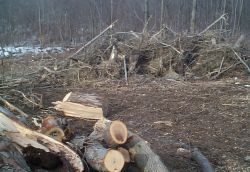 brush_stump_pile_size_250